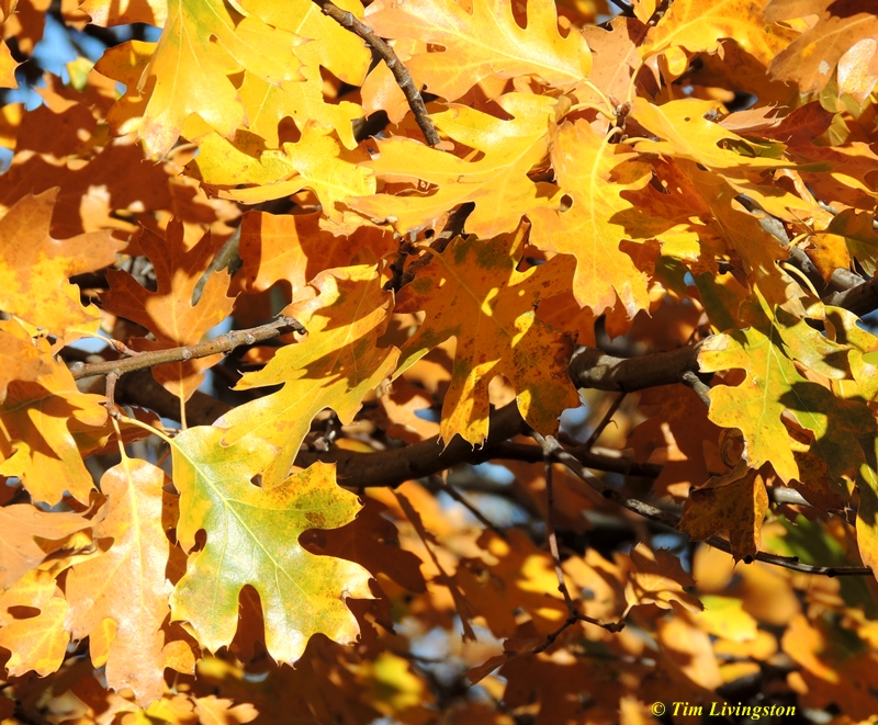 Fall colors, yellow, nature, photography