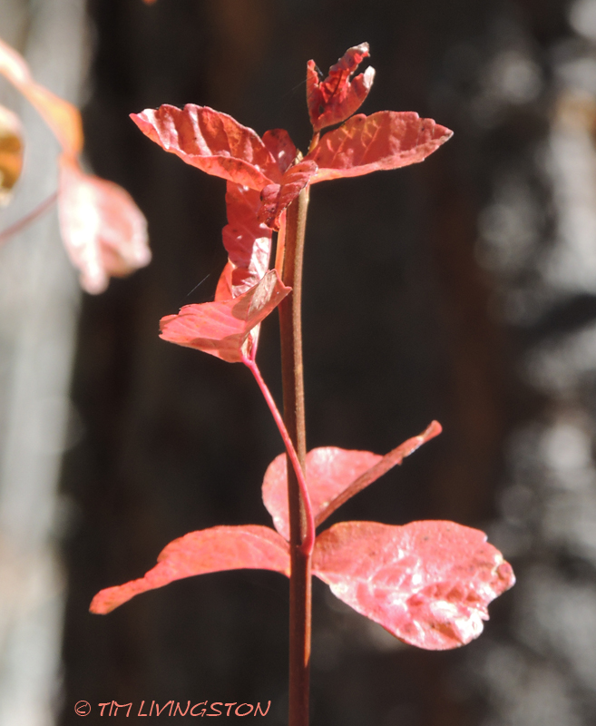 Poison Oak, photography, nature