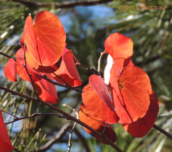 Red bud, Fall color, photography, nature