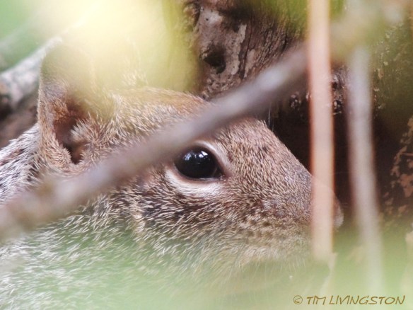squirrel, wildlife, nature