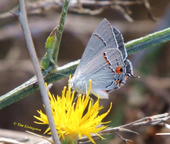 star thistle, butterfly, wildflowers