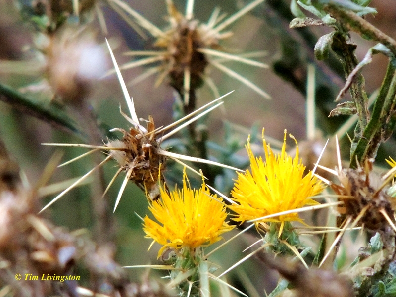 star thistle, wildflower