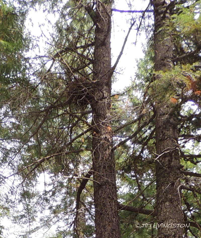 Nest, wildlife, forestry