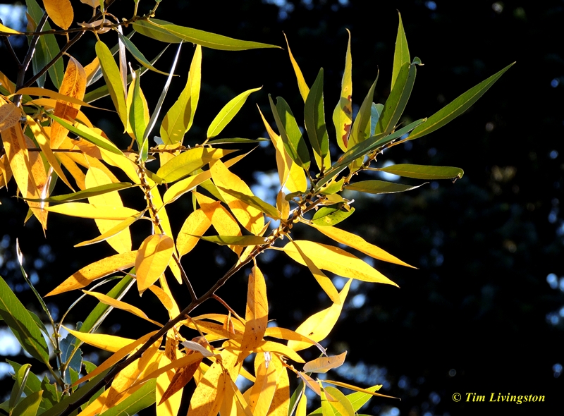 Fall colors, yellow, nature, photography