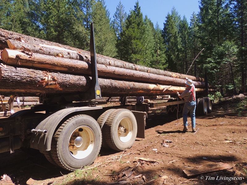 logger, logging, logs, log truck, logging truck, timber, forestry