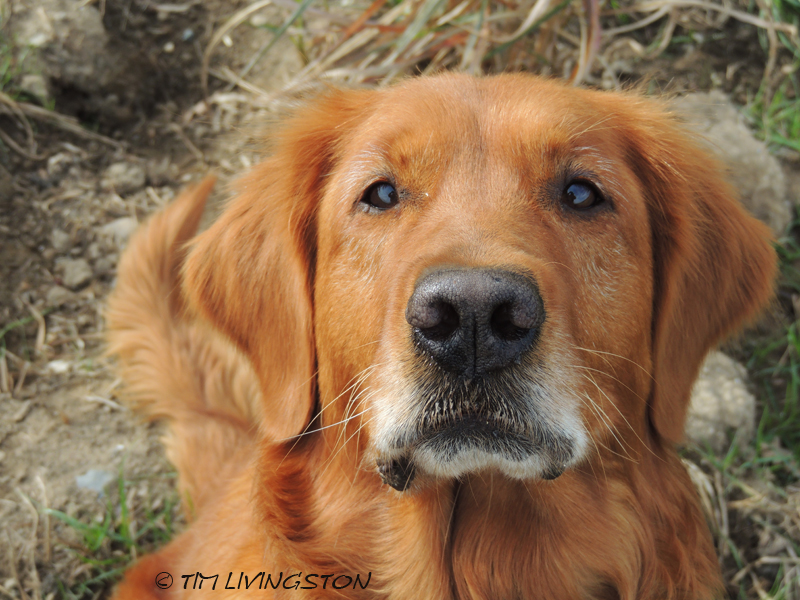 Blitz, Forestry Friday