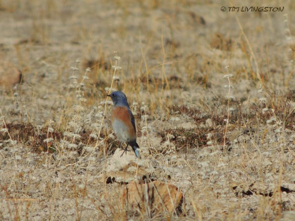 Bluebird-3