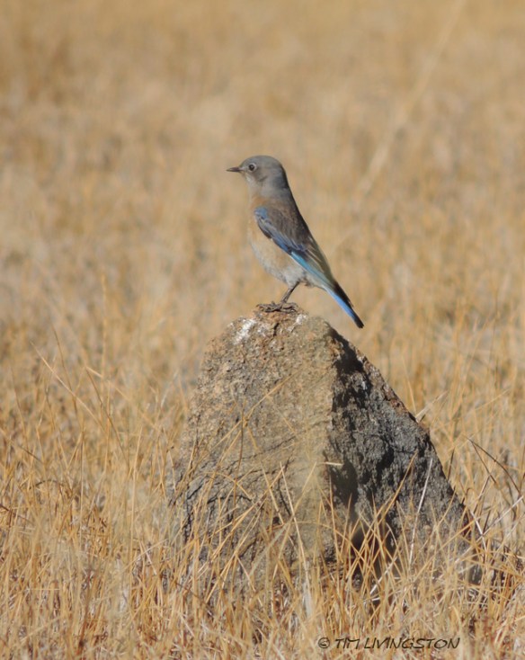 Western Bluebird, nature, photography, birding, wildlife 