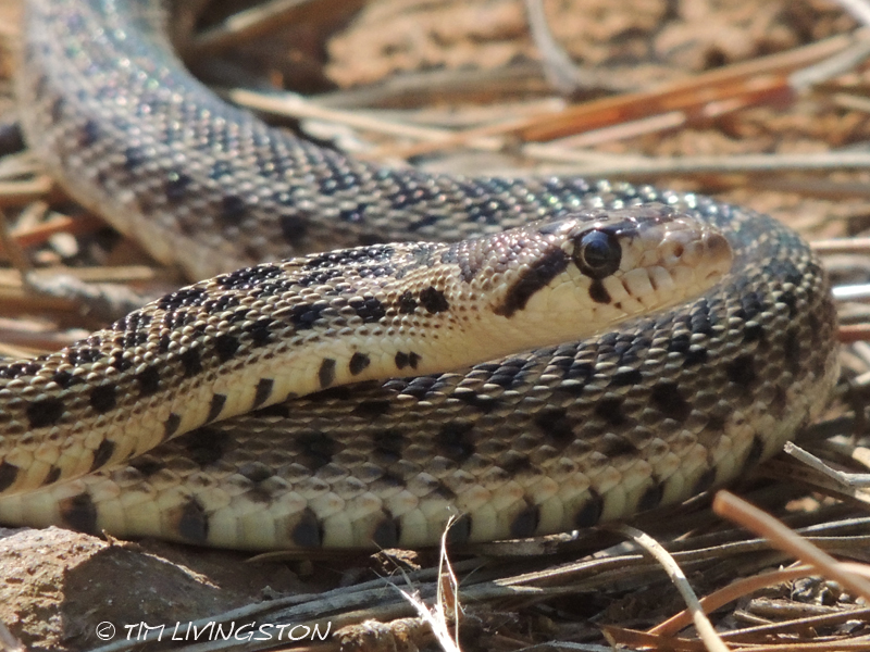gopher, snake, wildlife, photography