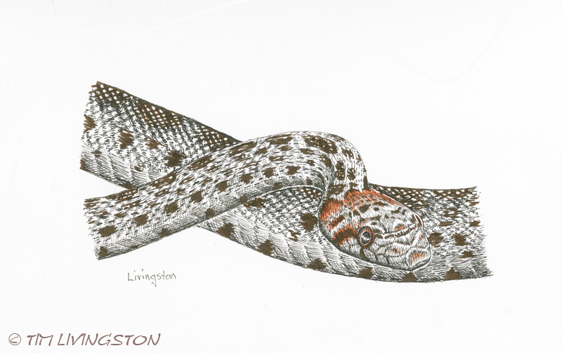 gopher snake, snake, wildlife, pen and ink, art, drawing