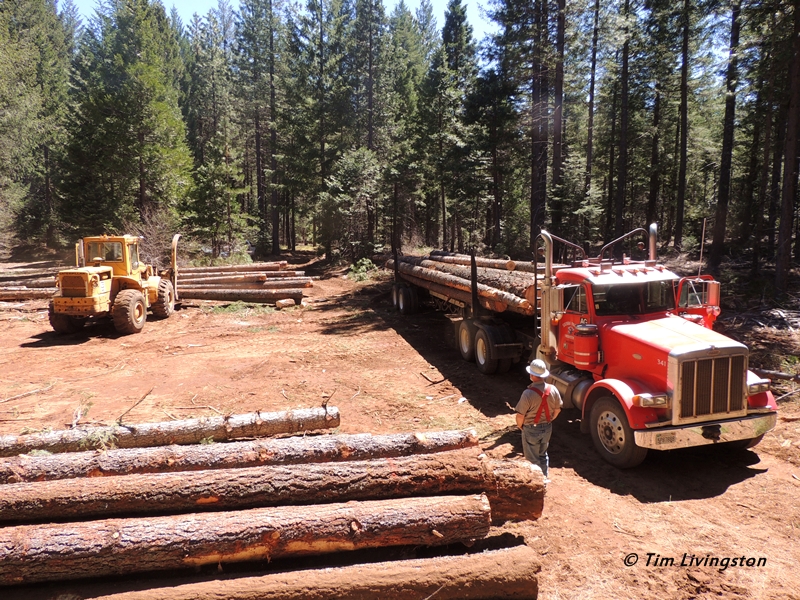 Logging, logger, logs, logging truck, loader, timber harvesting