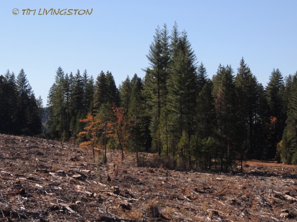 habitat retention area, forestry