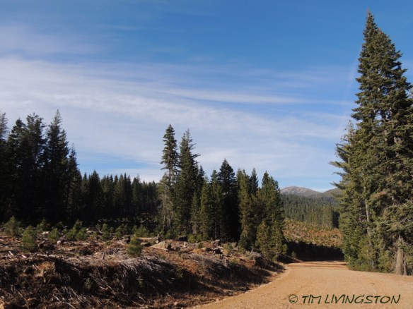 Forestry, wildlife, logging