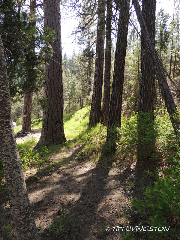 Ponderosa pine, forestry, forest, nature, photography
