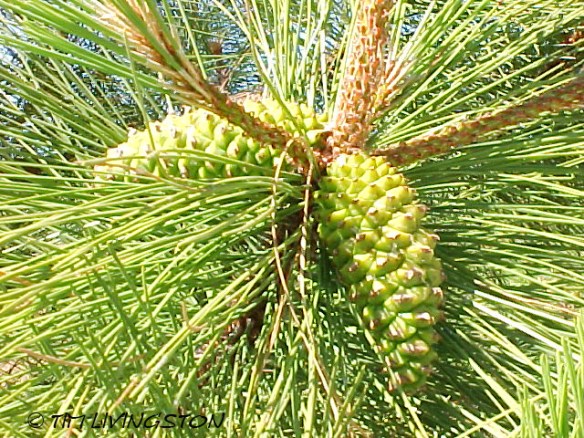 Ponderosa pine, forestry, forest, nature, photography, cones, pine cones
