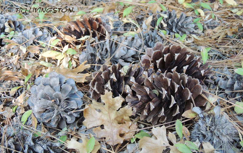 Ponderosa pine, forestry, forest, nature, photography, cones