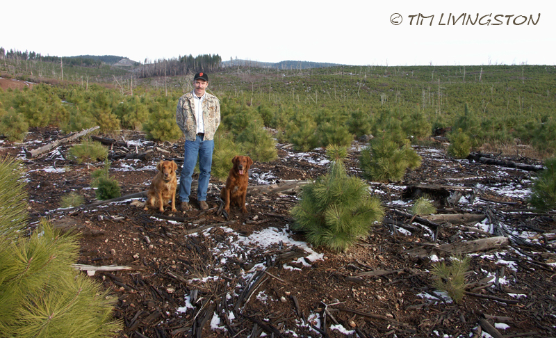 Ponderosa pine, forestry, forest, nature, photography, seedlings