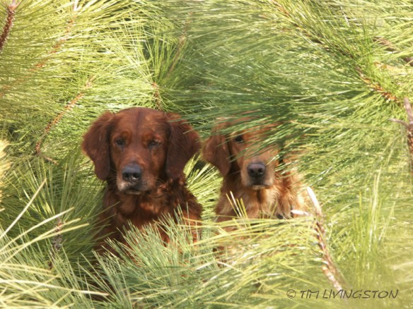 Ponderosa pine, forestry, forest, nature, photography, golden retriever