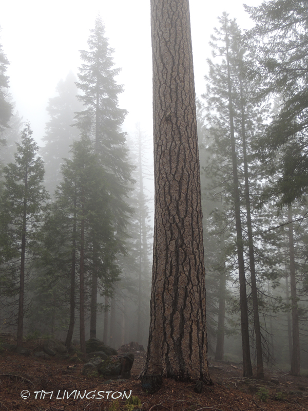 Ponderosa pine, forestry, forest, nature, photography