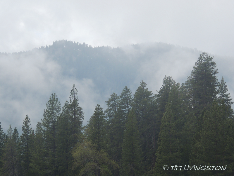 Ponderosa pine, forestry, forest, nature, photography