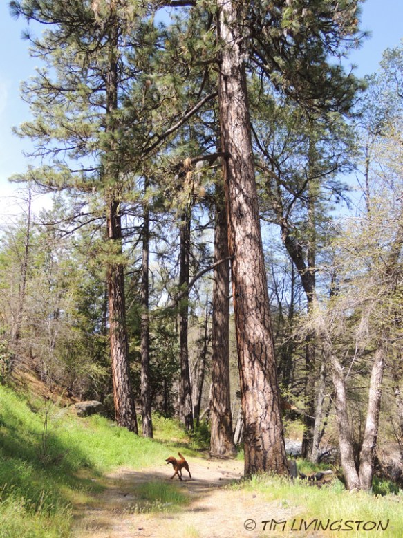 Ponderosa pine, forestry, forest, nature, photography
