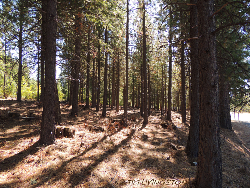 Ponderosa pine, forestry, forest, nature, photography