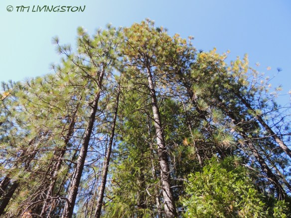 Ponderosa pine, forestry, forest, nature, photography, poles
