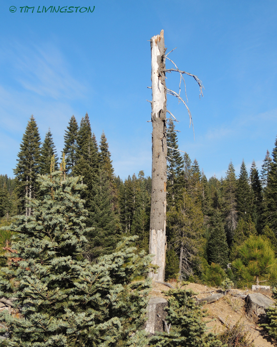 snag, forestry, woodpecker, wildlife, photography