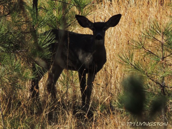 black tail deer, spike, buck, HRA