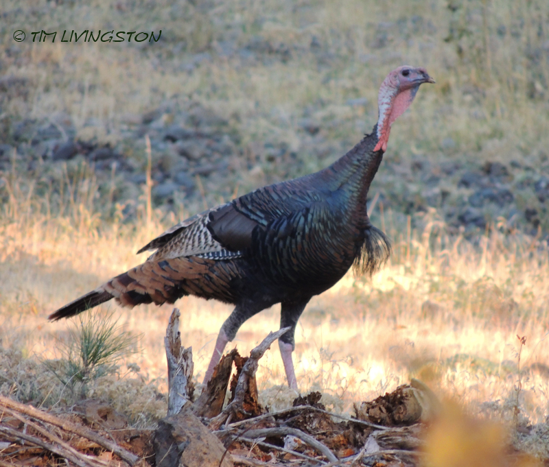 turkey, wildlife, forestry, photography