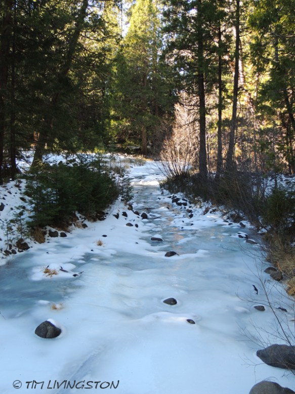 frozen creek, forestry, logging