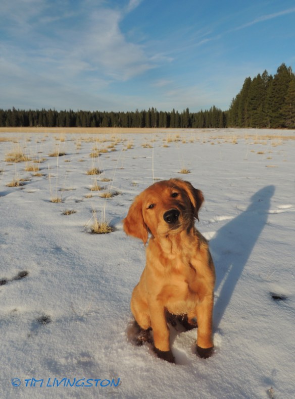 golden retriever, forest, forestry
