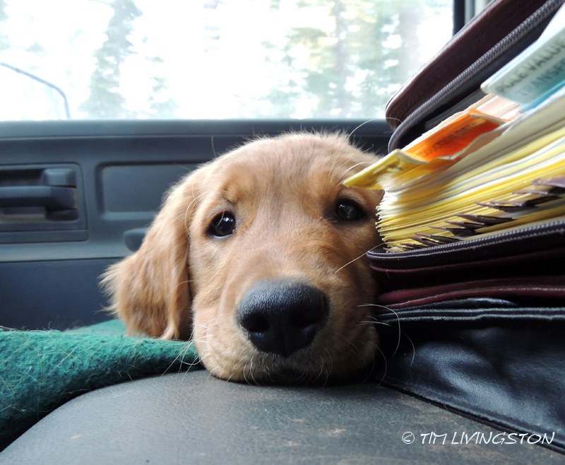 Kinta, golden retriever