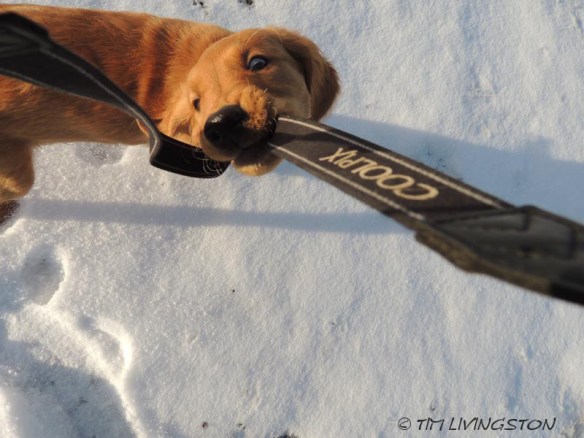 Kinta, golden retriever, snow