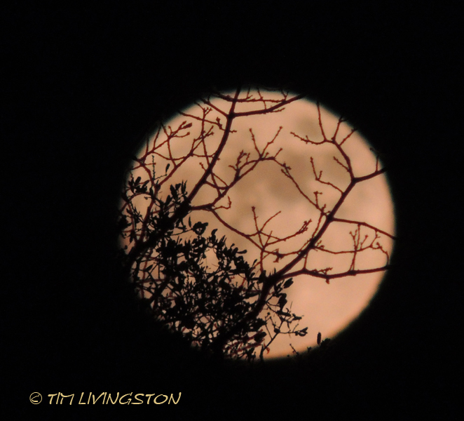 moon, blue oak, photography