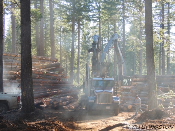 logging, log truck, log loader, timber harvesting, logging, logger, forestry