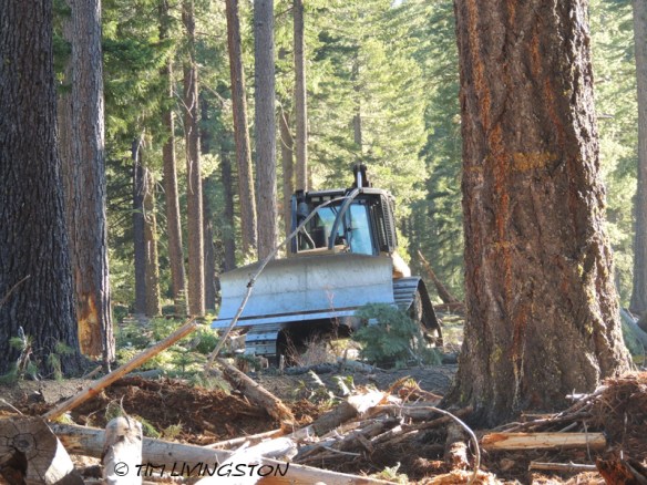 skid cat, skidder, logging, logger