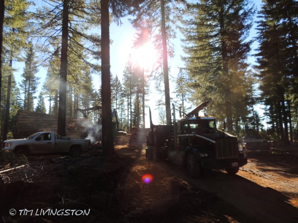 log truck, loader, logging, logger, forestry, timber harvesting