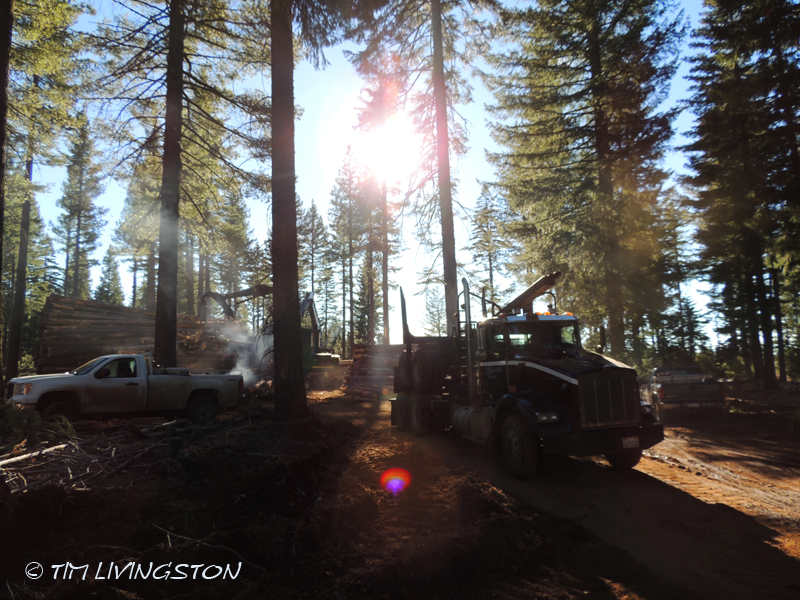 log truck, loader, logging, logger, forestry, timber harvesting