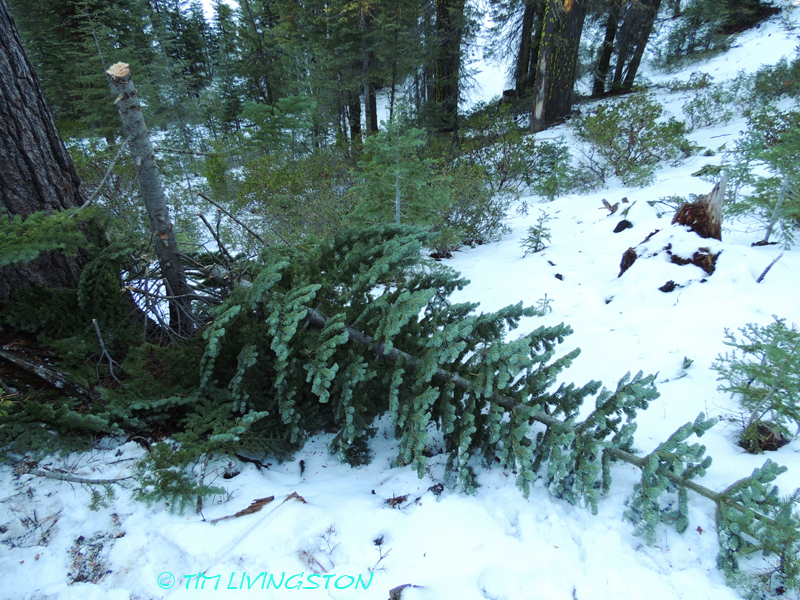 red fir, silver tip, Christmas tree