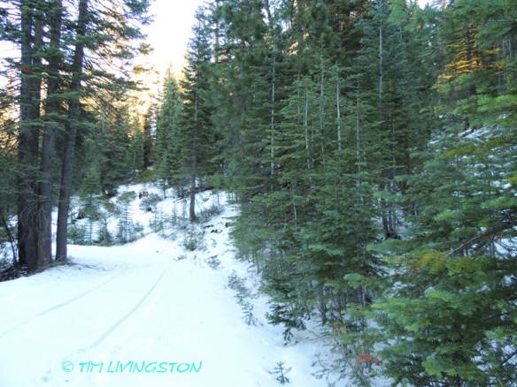 One of those trees was growing in the ditch next to the road.