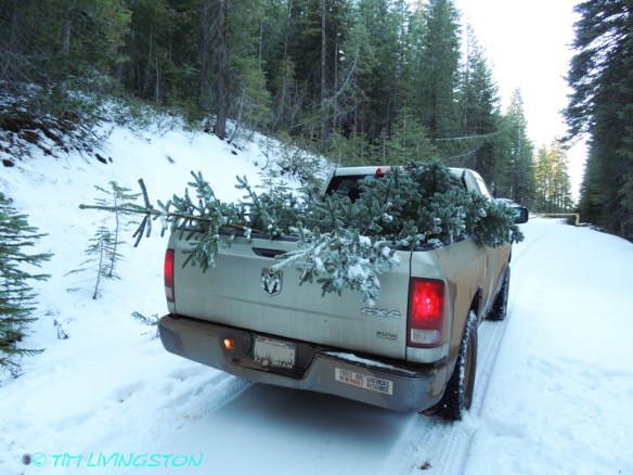 Three nice silver tips loaded up.