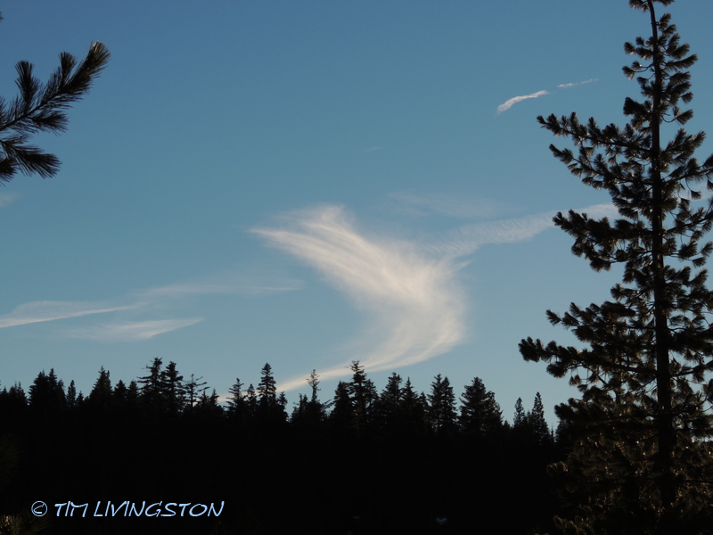 Christmas tree, fresh cut