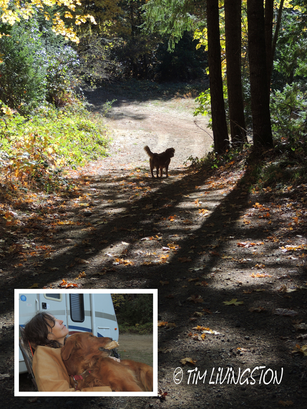 camping, camp, forest golden retriever