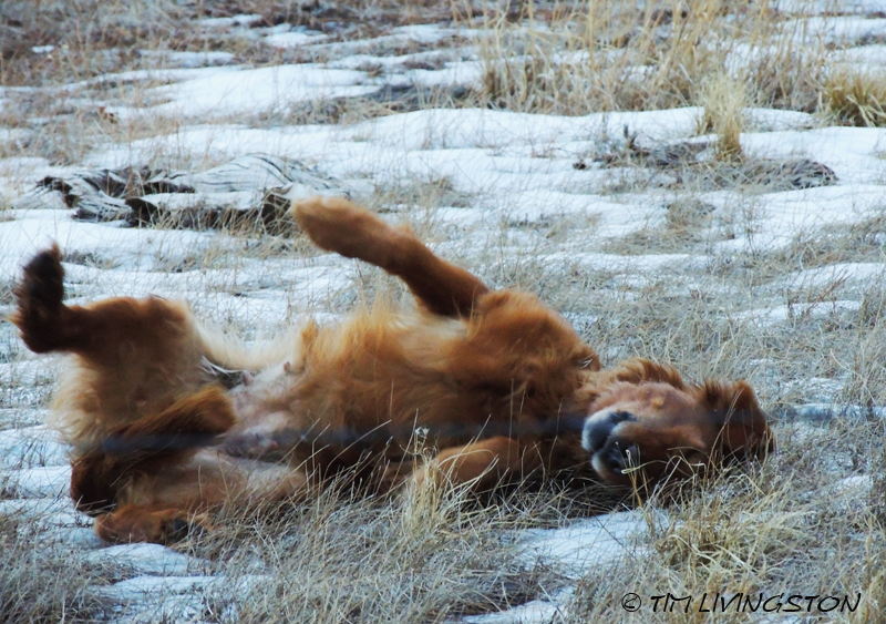 Blitz, golden retriever