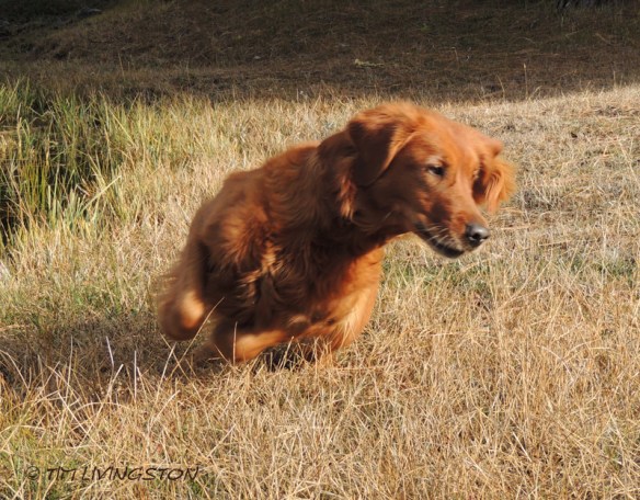 golden retriever