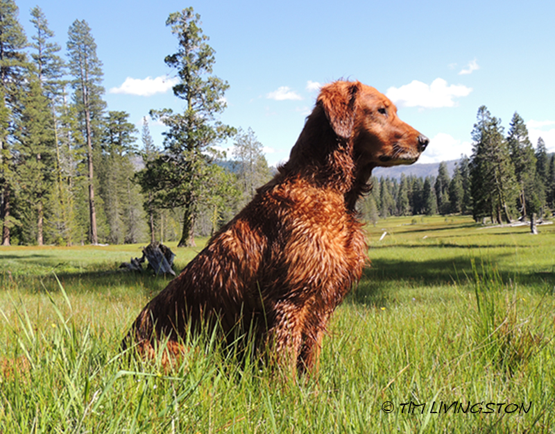 Blitz, golden retriever