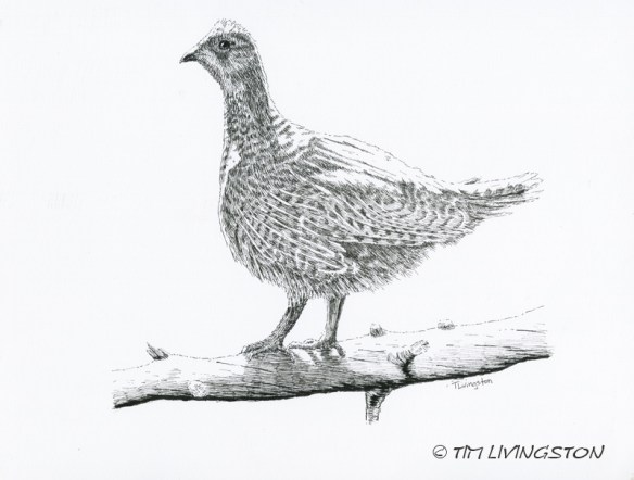 Dusky grouse, blue grouse, grouse, birding, pen and ink, nature