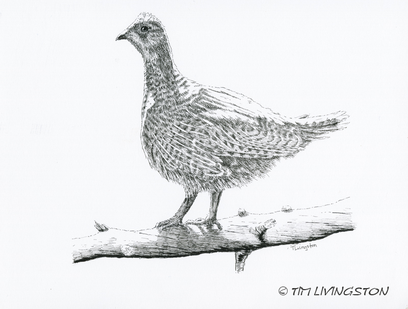 Dusky grouse, blue grouse, grouse, birding, pen and ink, nature