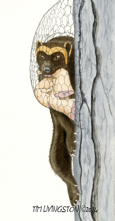 Buddy and the Magic Chicken Tree, Buddy the Wayward Wolverine, watercolor, watercolour, children's picture book, wolverine, gulo gulo